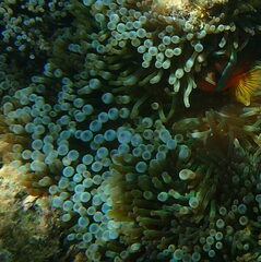 Entacmaea quadricolor