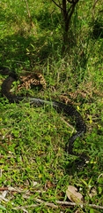 Morelia spilota