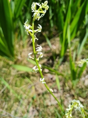 Stackhousia monogyna