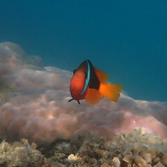 Amphiprion melanopus