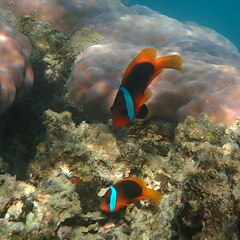 Amphiprion melanopus