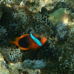 Amphiprion melanopus