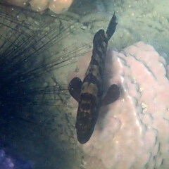 Epinephelus polyphekadion