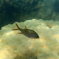 Neoniphon sammara