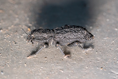 Phloeodes diabolicus