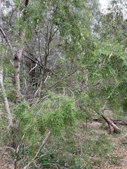 Melaleuca decora