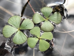 Marsilea