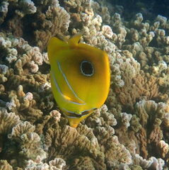 Chaetodon bennetti