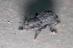 Phloeodes diabolicus