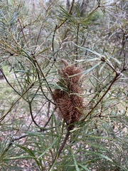 Banksia collina