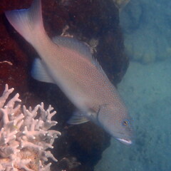 Plectropomus leopardus