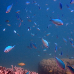 Chromis viridis