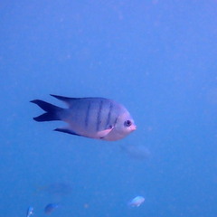 Abudefduf whitleyi