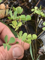 Marsilea
