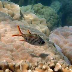 Neoniphon sammara