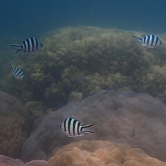 Abudefduf sexfasciatus