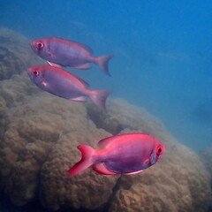 Priacanthus hamrur