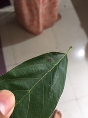 Calonectria colhounii