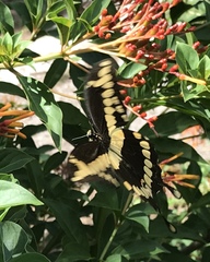 Papilio cresphontes image