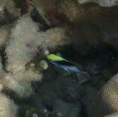 Chrysiptera rollandi