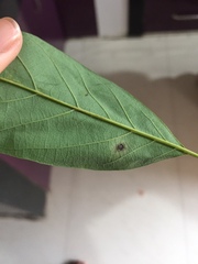 Calonectria colhounii