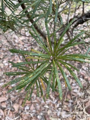 Banksia collina