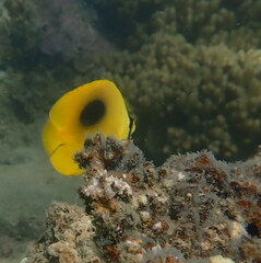 Chaetodon speculum