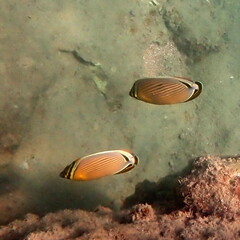 Chaetodon lunulatus