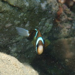 Amphiprion akindynos