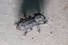 Phloeodes diabolicus