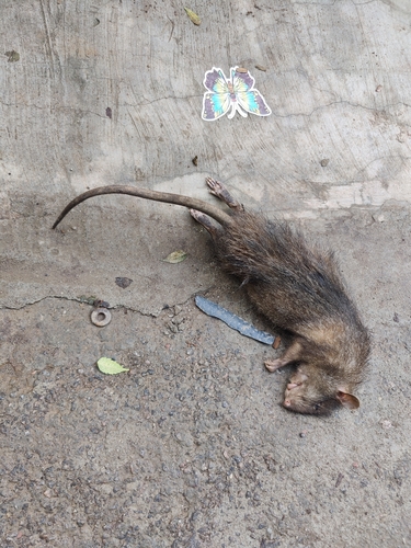 Lesser Bandicoot Rat