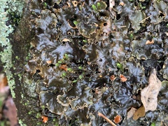 Peltigera polydactylon