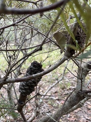 Banksia collina