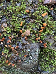 Peltigera polydactylon