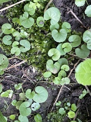 Fissidens taxifolius