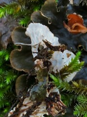 Peltigera polydactylon