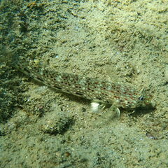 Istigobius decoratus