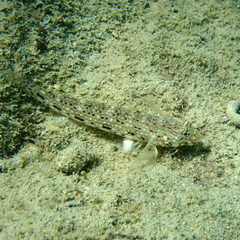 Istigobius decoratus