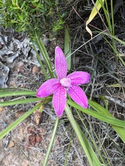 Elythranthera emarginata