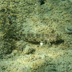 Istigobius decoratus