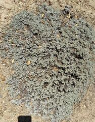 Eriogonum kennedyi