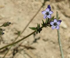 Gilia