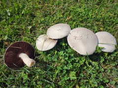 Agaricus braendlei