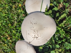 Agaricus braendlei