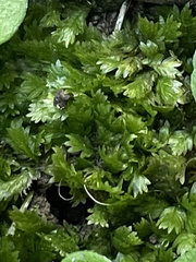Fissidens taxifolius