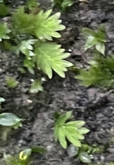 Fissidens taxifolius