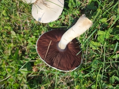 Agaricus braendlei