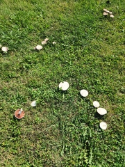 Agaricus braendlei
