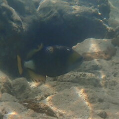 Balistoides viridescens