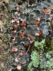 Peltigera polydactylon